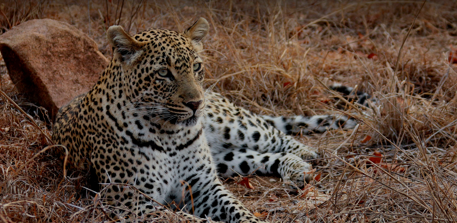 Leopardo em safári na África do Sul